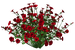 Цветы в PNG